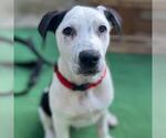 Small Photo #16 Labrador Retriever-Unknown Mix Puppy For Sale in San Diego, CA, USA