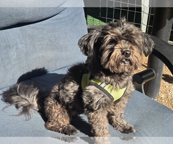 Medium Photo #5 Maltipoo (Toy) Puppy For Sale in Spring, TX, USA