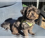 Small Photo #5 Maltipoo (Toy) Puppy For Sale in Spring, TX, USA