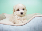 Small Photo #6 Maltipoo Puppy For Sale in LA MIRADA, CA, USA
