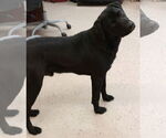 Small #3 Labrador Retriever-Pembroke Welsh Corgi Mix