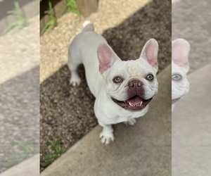 Father of the French Bulldog puppies born on 02/17/2025
