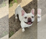 Small Photo #1 French Bulldog Puppy For Sale in CHICAGO, IL, USA