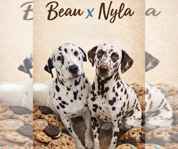 Medium Photo #1 Dalmatian Puppy For Sale in FORT WORTH, TX, USA