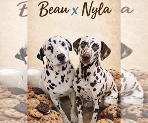 Dalmatian Litter for sale in FORT WORTH, TX, USA
