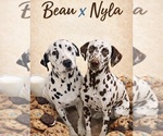 Image preview for Ad Listing. Nickname: Litter of 8