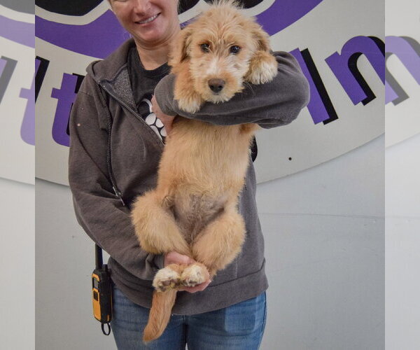 Medium Photo #3 Mutt Puppy For Sale in Huntley, IL, USA