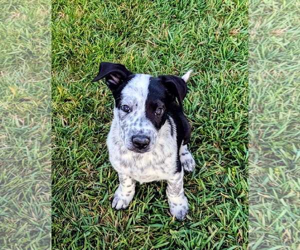Medium Photo #14 Border Collie-Unknown Mix Puppy For Sale in Sandy, UT, USA