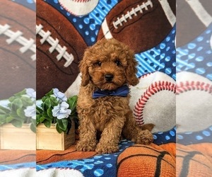 Cavapoo Puppy for sale in KIRKWOOD, PA, USA