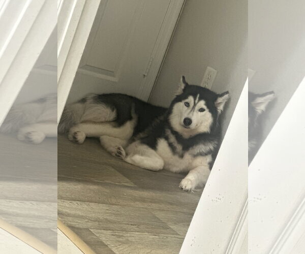 Medium Photo #2 Siberian Husky Puppy For Sale in Miami, FL, USA