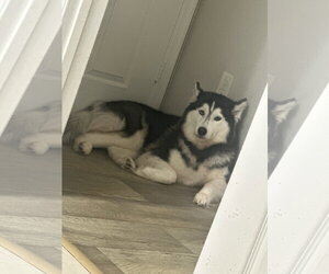 COURTESY POST: Hera - Female Siberian Husky Dog for Adoption - Photo #2