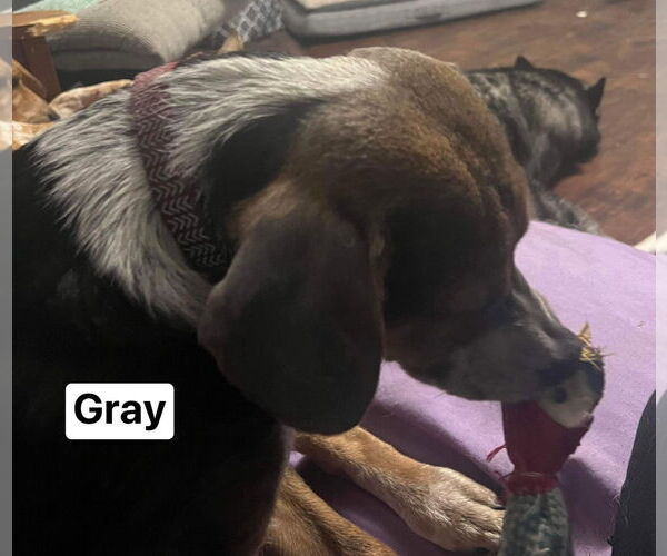 Medium Photo #5 Mountain Cur-Unknown Mix Puppy For Sale in Ridgefield, CT, USA