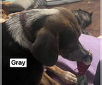 Small #4 Mountain Cur Mix