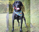 Small #2 German Shorthaired Pointer