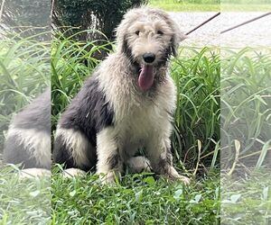 Old English Sheepdog Dogs for adoption in HOPKINSVILLE/PRINCETON, KY, NH, USA