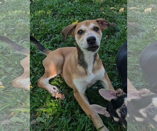 Medium Photo #1 Mutt Puppy For Sale in Cliffwood, NJ, USA