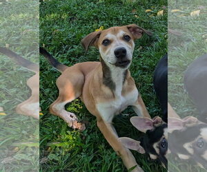 Mutt Dogs for adoption in Cliffwood, NJ, USA