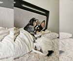 Small #1 Jack Russell Terrier-Toy Fox Terrier Mix
