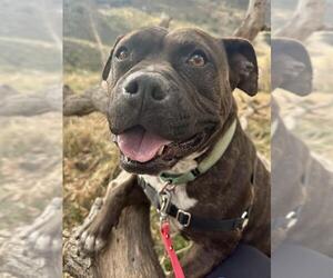 American Pit Bull Terrier-Unknown Mix Dogs for adoption in Santa Maria, CA, USA