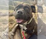 Small American Pit Bull Terrier Mix