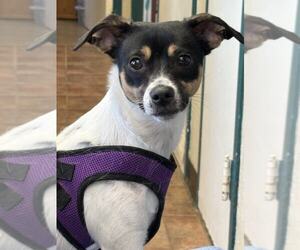 Rat Terrier-Unknown Mix Dogs for adoption in Amarillo, TX, USA
