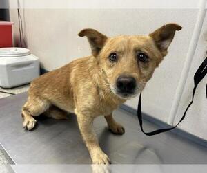Cardigan Welsh Corgi-Unknown Mix Dogs for adoption in Visalia, CA, USA