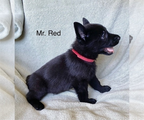 Medium Photo #14 German Shepherd Dog Puppy For Sale in BOKOSHE, OK, USA