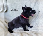 Small #13 German Shepherd Dog