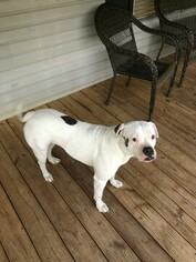 Mother of the American Bulldog puppies born on 11/21/2018
