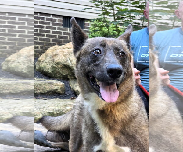 Medium Photo #3 Mutt Puppy For Sale in Shelburne, VT, USA