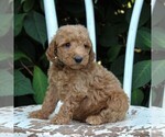 Small Photo #6 Labradoodle-Poodle (Miniature) Mix Puppy For Sale in PARADISE, PA, USA