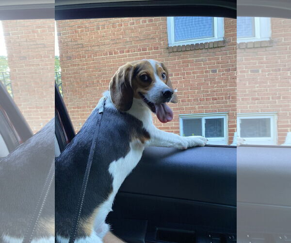 Medium Photo #3 Beagle Puppy For Sale in McKinney, TX, USA
