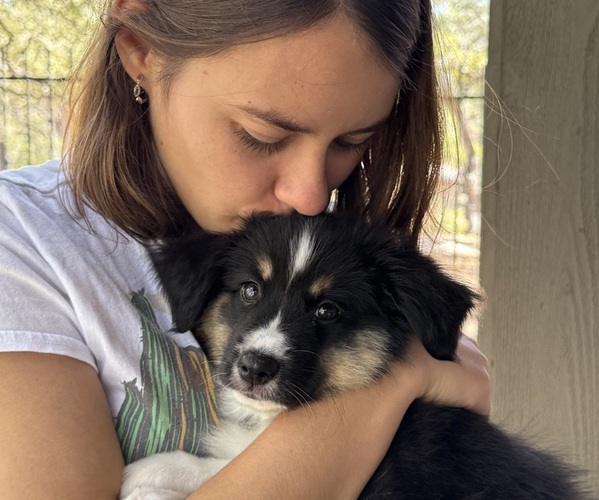 Medium Photo #1 Miniature American Shepherd Puppy For Sale in NOLENSVILLE, TN, USA