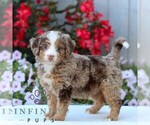 Small #2 Bernedoodle (Miniature)