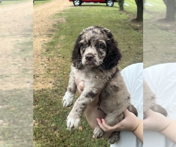 Medium Photo #2 Cockapoo (Toy) Puppy For Sale in MEMPHIS, TN, USA