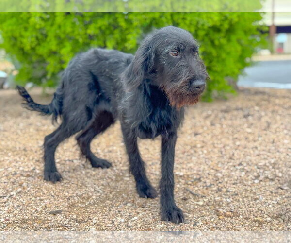 Medium Photo #5 German Wirehaired Pointer-Unknown Mix Puppy For Sale in PIPE CREEK, TX, USA