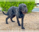 Small #4 German Wirehaired Pointer Mix