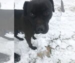 Small #2 American Bulldog