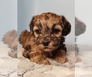 Poodle (Toy)-Shih-Poo Mix Puppy for sale in HENDERSON, NV, USA