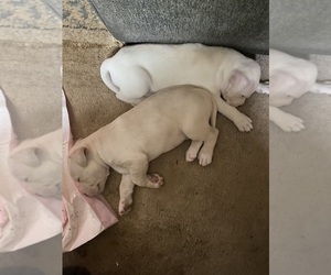American Bully Puppy for sale in ANTIOCH, TN, USA