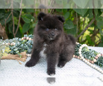 Small Photo #11 Pomeranian Puppy For Sale in SALEM, IN, USA