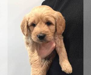 Goldendoodle-Poodle (Miniature) Mix Puppy for sale in LEBANON, PA, USA