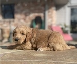 Small Photo #3 Goldendoodle Puppy For Sale in SUGAR LAND, TX, USA