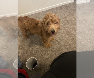 Goldendoodle (Miniature) Puppy for sale in LAS VEGAS, NV, USA