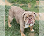 Small #8 English Bulldog