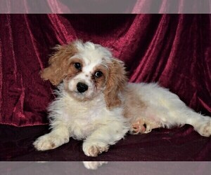 Cavapoo Puppy for sale in BARNESVILLE, KS, USA