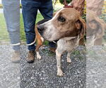 Small #3 Treeing Walker Coonhound