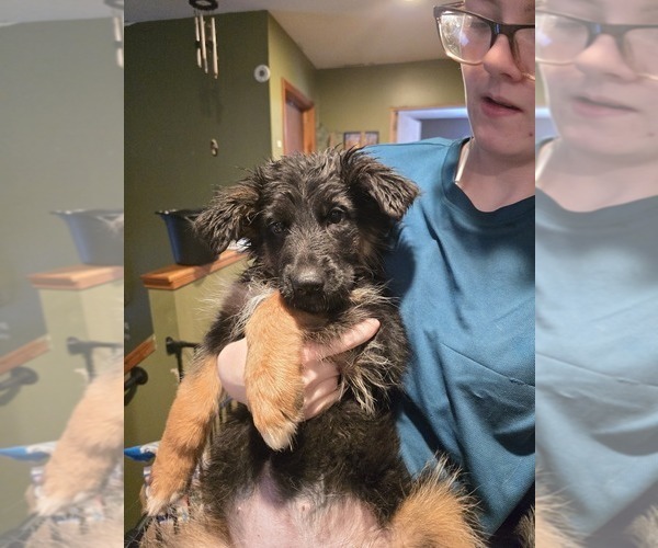 Medium Photo #14 German Shepherd Dog Puppy For Sale in LA FAYETTE, NY, USA