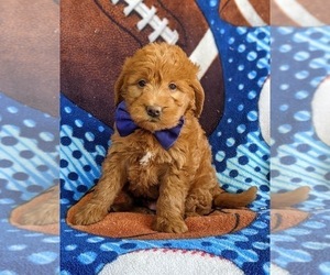 Miniature Labradoodle Puppy for sale in QUARRYVILLE, PA, USA