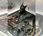 Small Photo #5 Doberman Pinscher Puppy For Sale in BETHANY, CT, USA